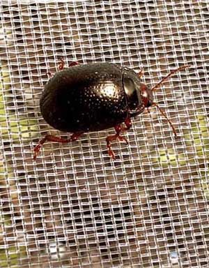 Pest Control