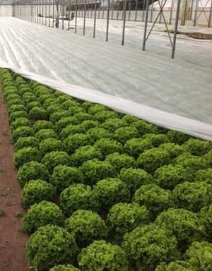 Frost Protection