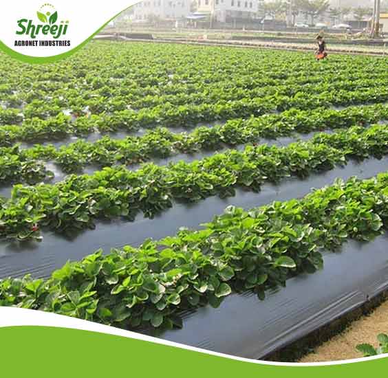 Mulching Sheets